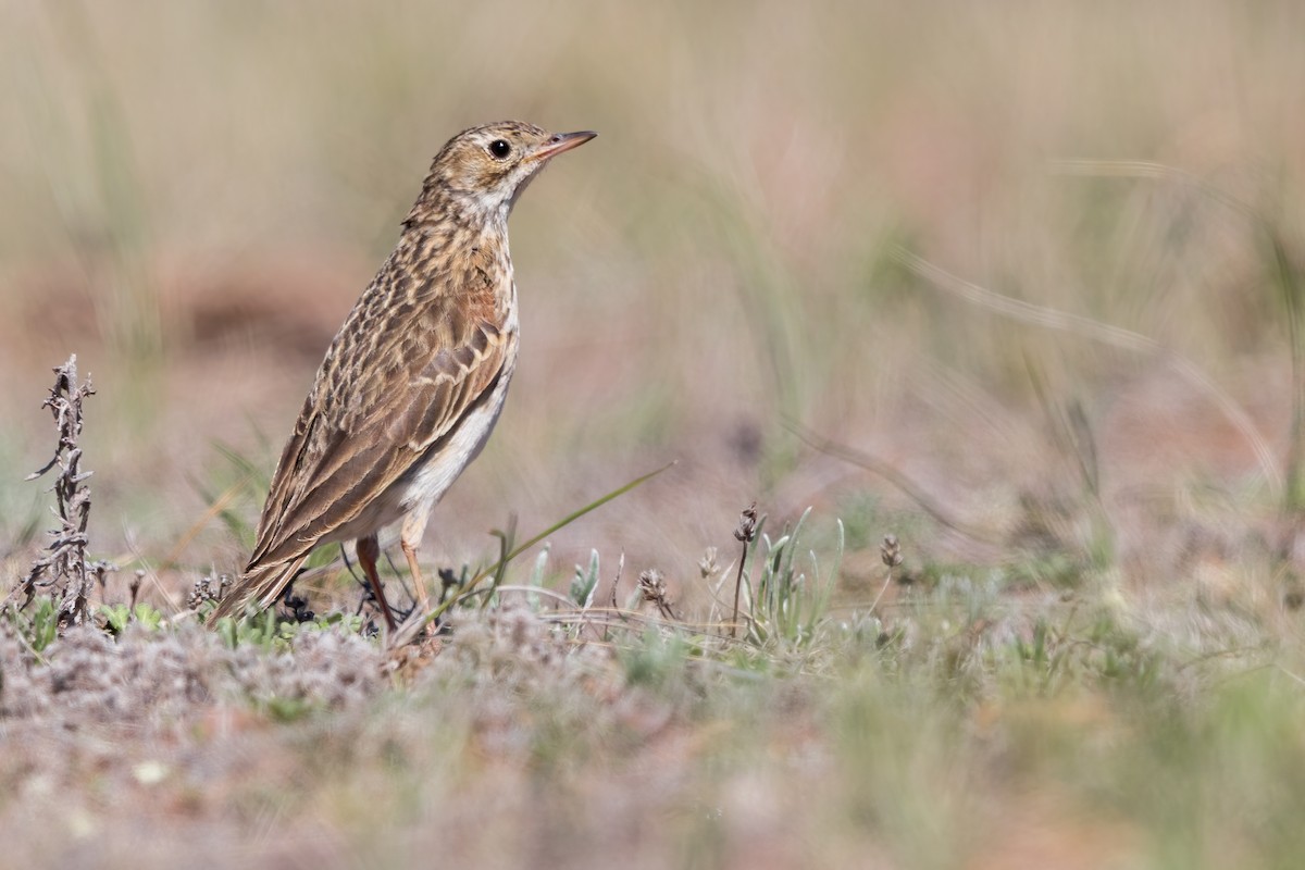 Puna Pipit - ML626017155