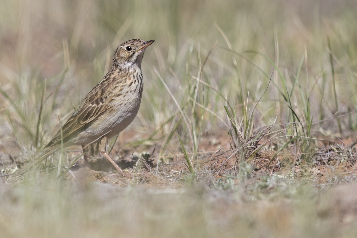 Puna Pipit - ML626017165