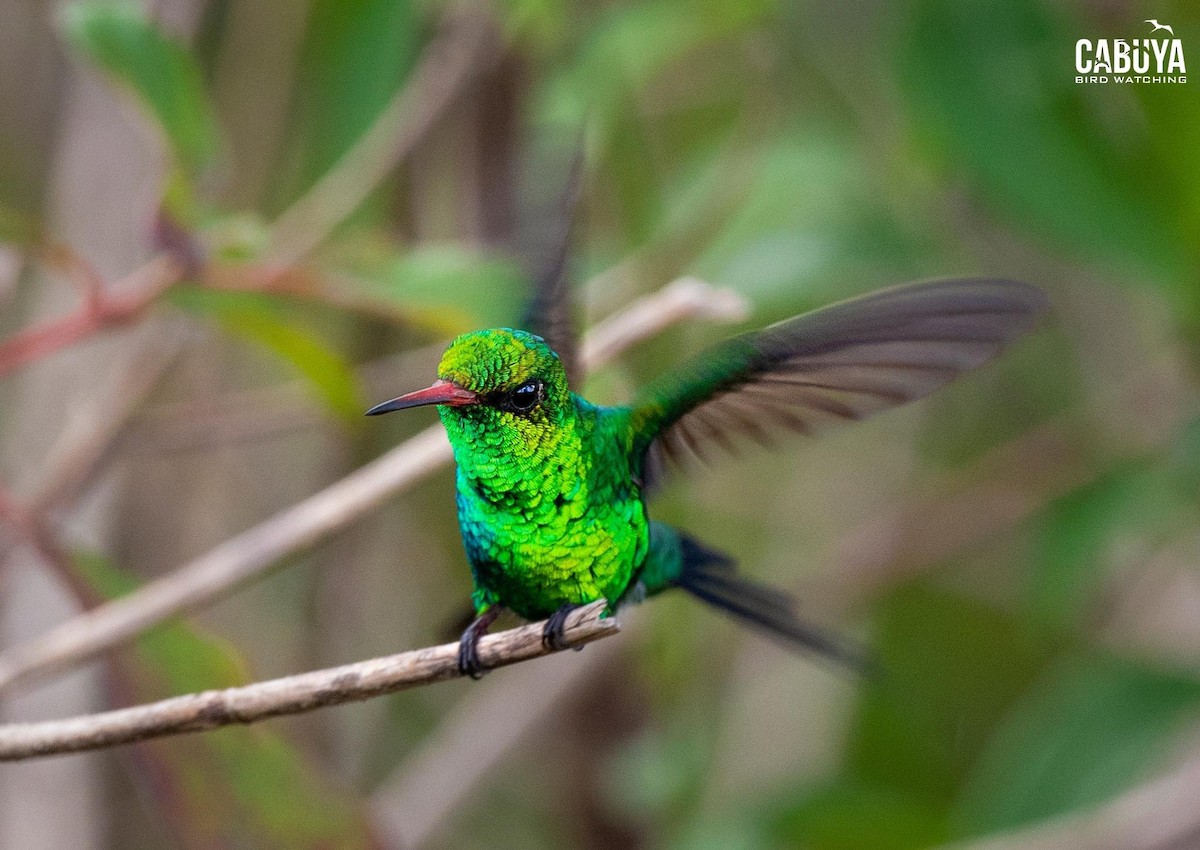 Cozumel Emerald - ML626017333