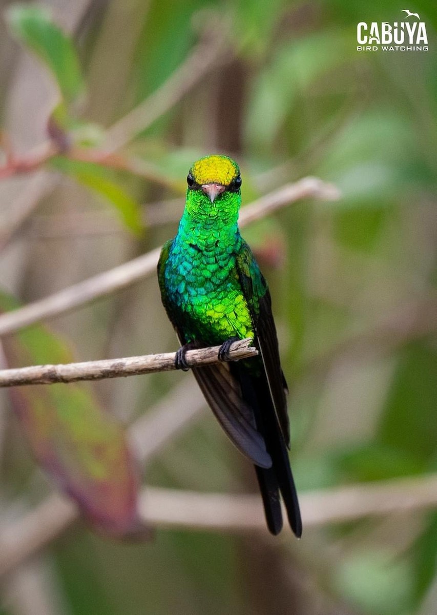 Cozumel Emerald - ML626017334