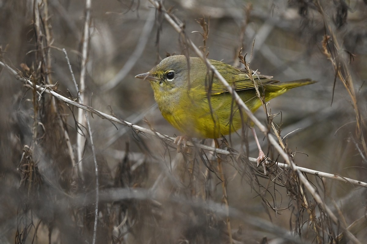 MacGillivray's Warbler - ML626017539