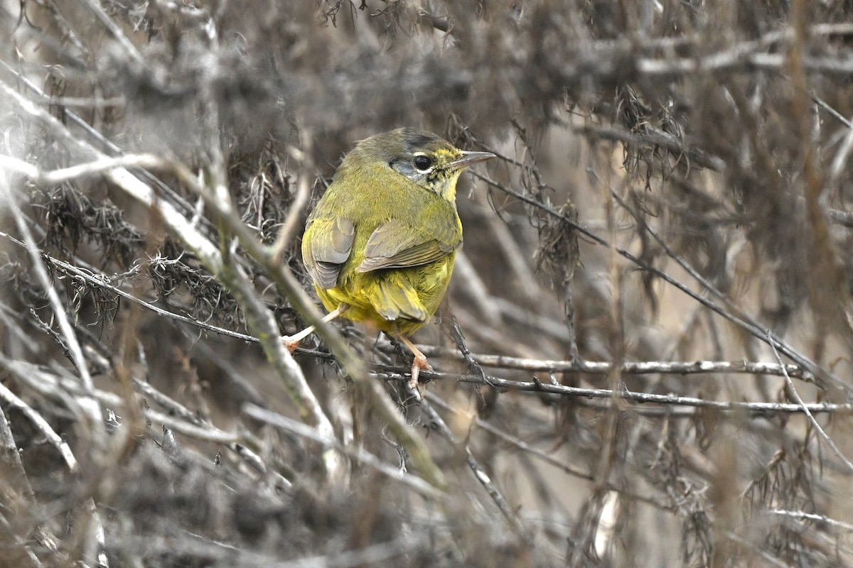 MacGillivray's Warbler - ML626017542