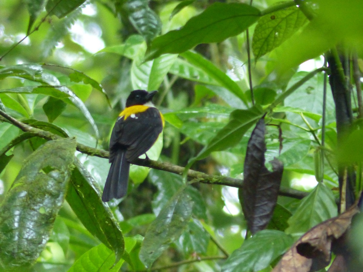 White-throated Shrike-Tanager - ML62601771