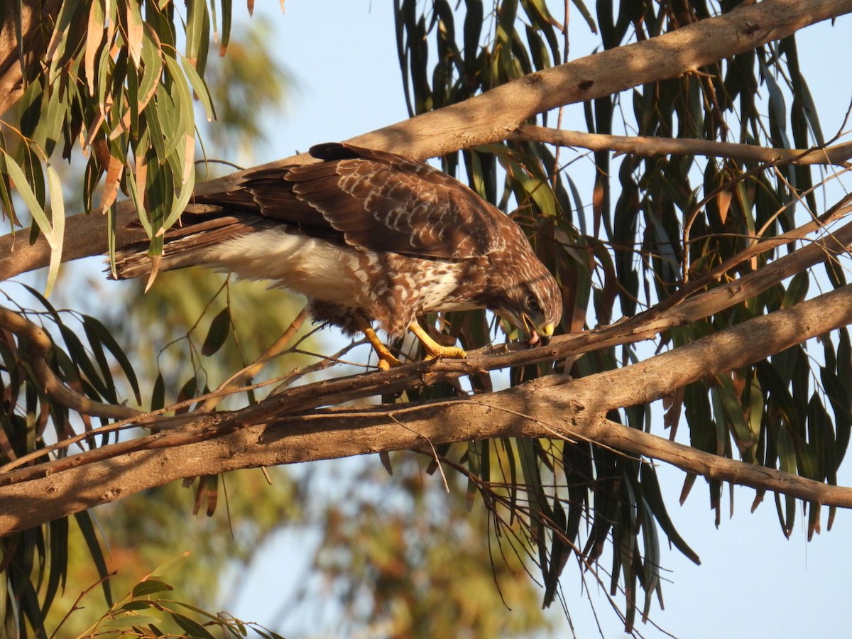 Long-legged Buzzard - ML626017865