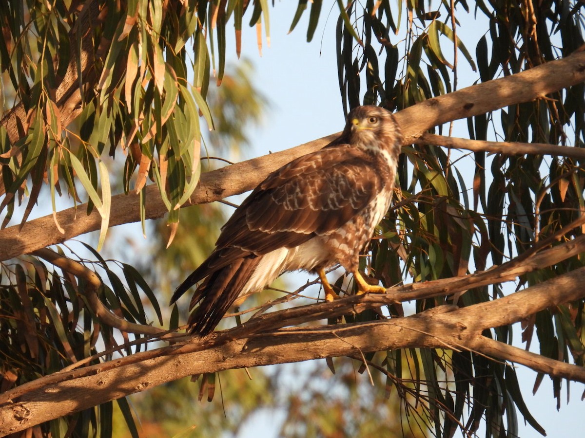 Long-legged Buzzard - ML626017877