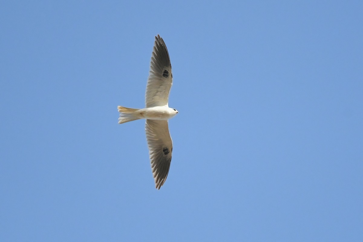 White-tailed Kite - ML626017937