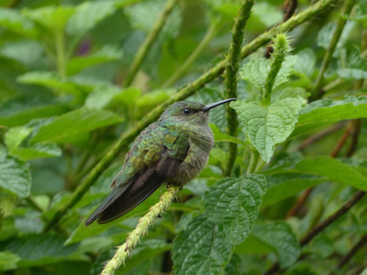 Scaly-breasted Hummingbird - ML62601801