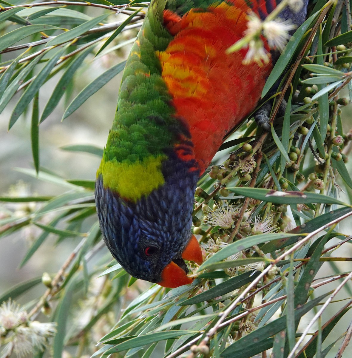 Rainbow Lorikeet - ML626018232