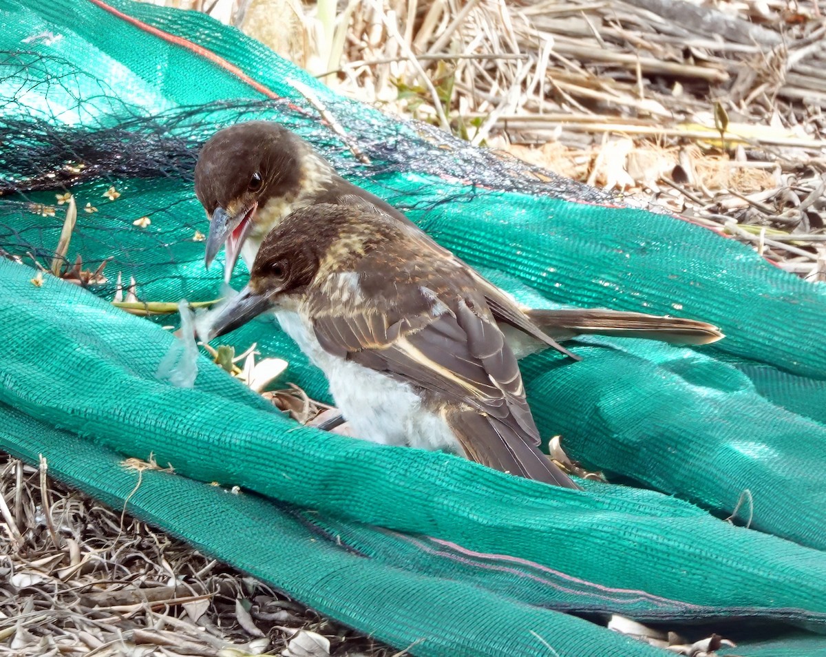 Gray Butcherbird - ML626018236