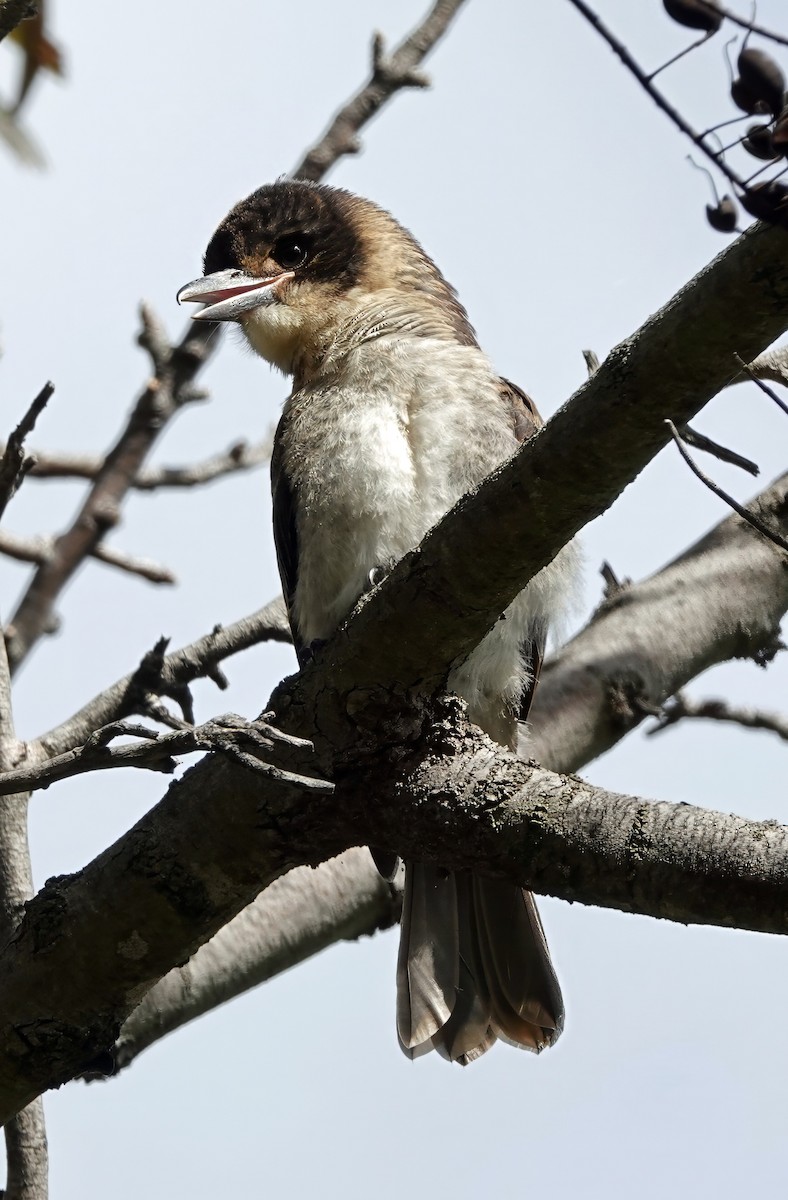 Gray Butcherbird - ML626018237