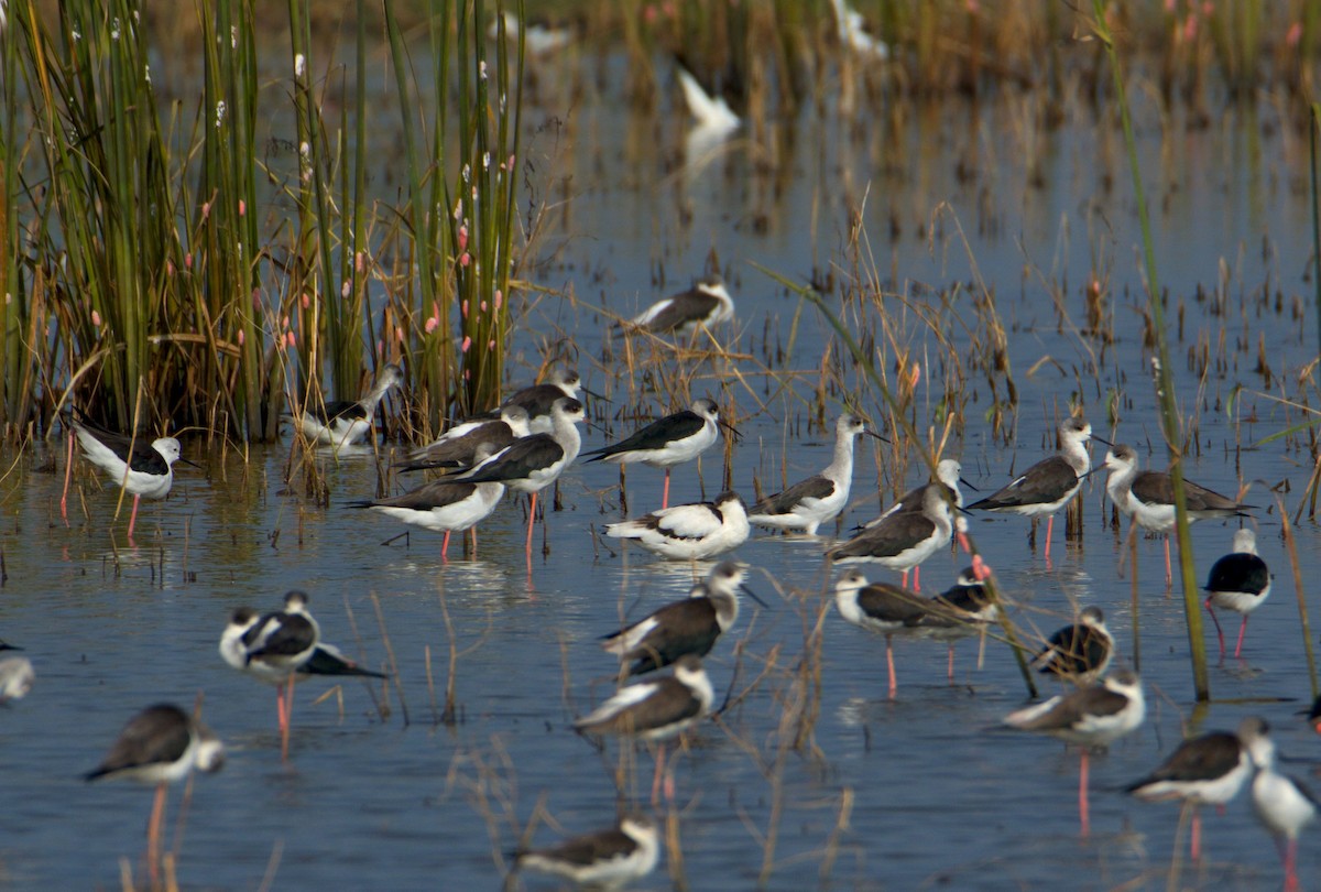 反嘴鴴 - ML626018289