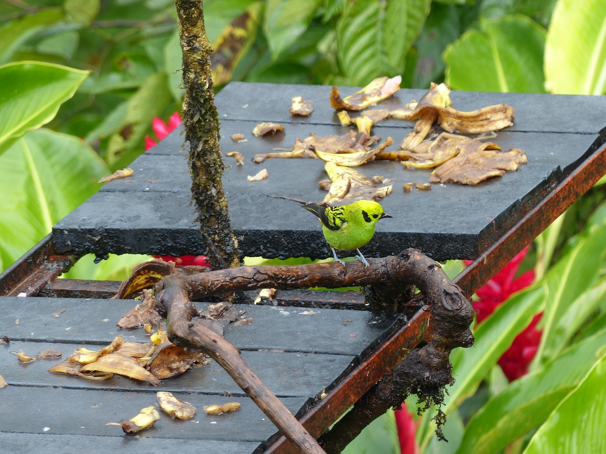 Emerald Tanager - ML62601831