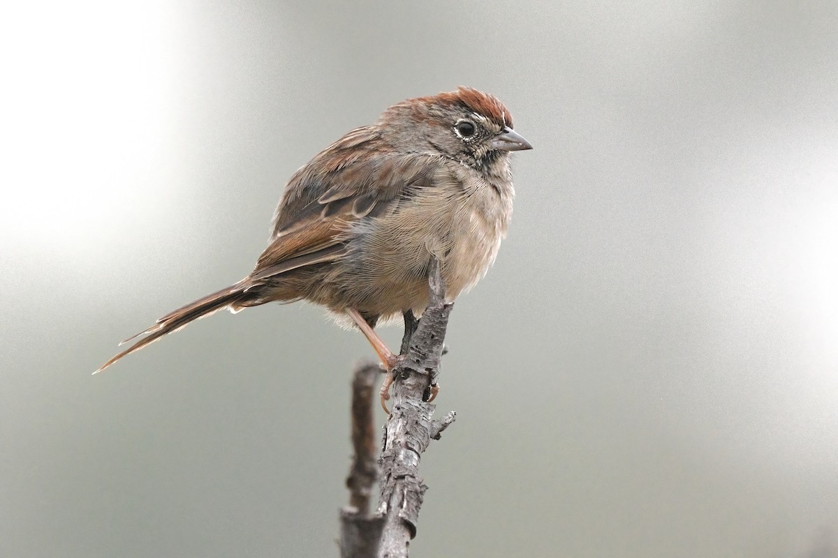 Rufous-crowned Sparrow - ML626018399