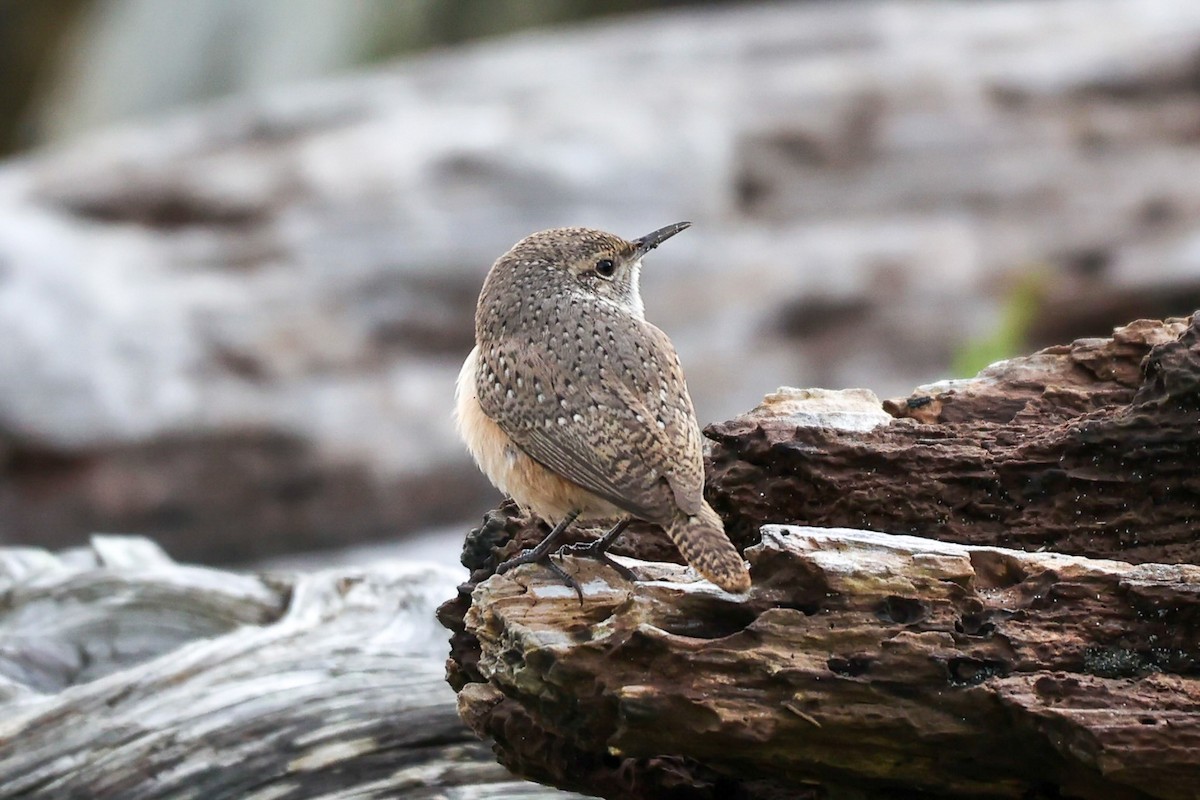 Rock Wren - ML626018464