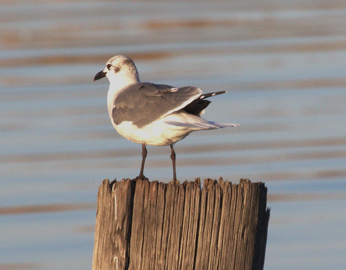 Laughing Gull - ML626018875
