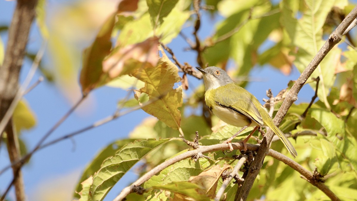 Apalis Pechigualdo - ML626018894