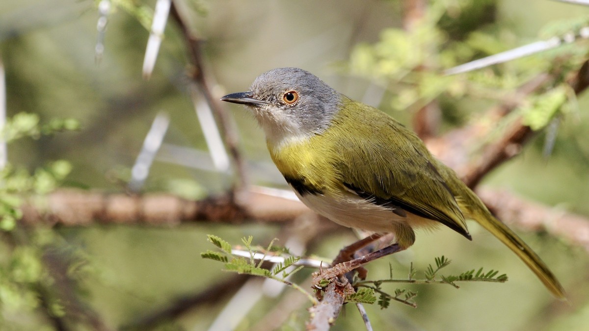 Apalis Pechigualdo - ML626018895