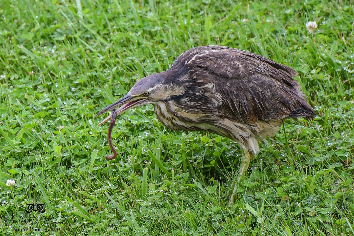 American Bittern - ML62601891