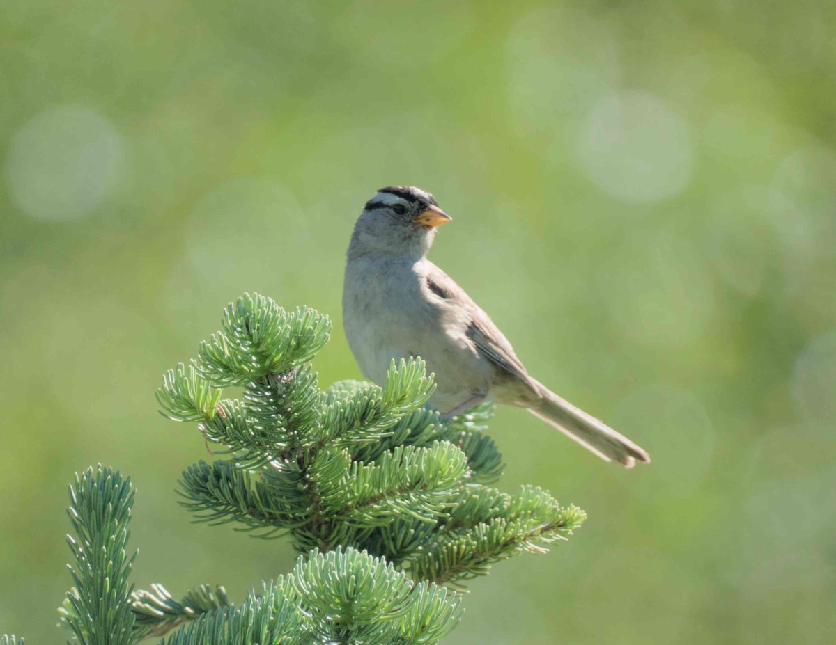 White-crowned Sparrow - ML626018925