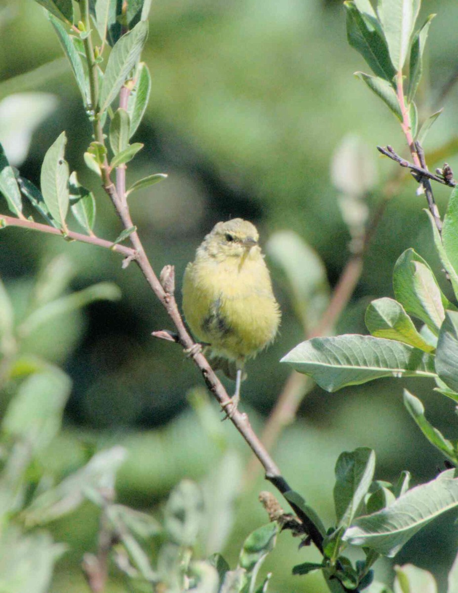 Orange-crowned Warbler - ML626018939