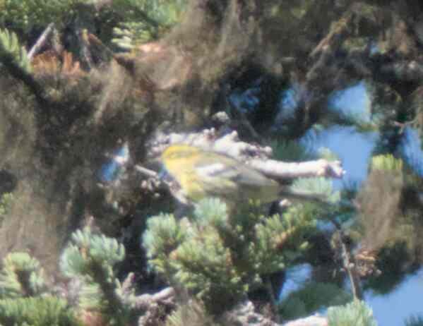 Townsend's Warbler - ML626018940