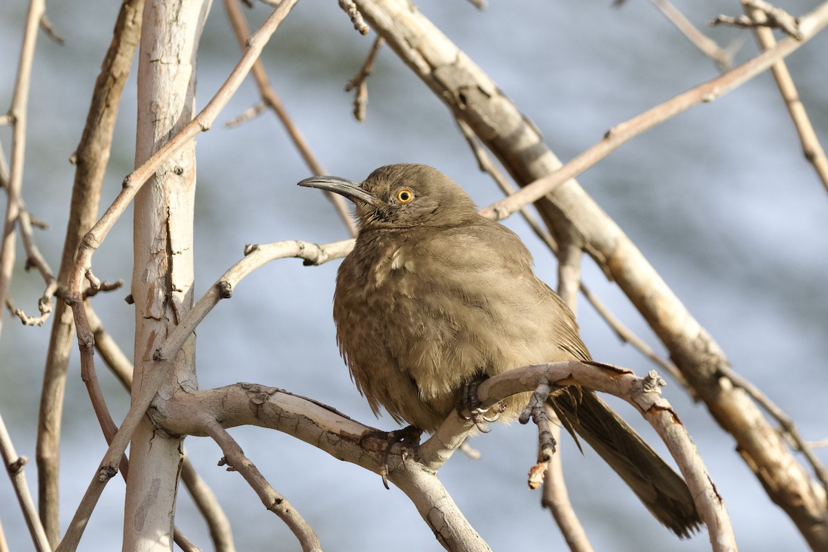 Curve-billed Thrasher - ML626018965