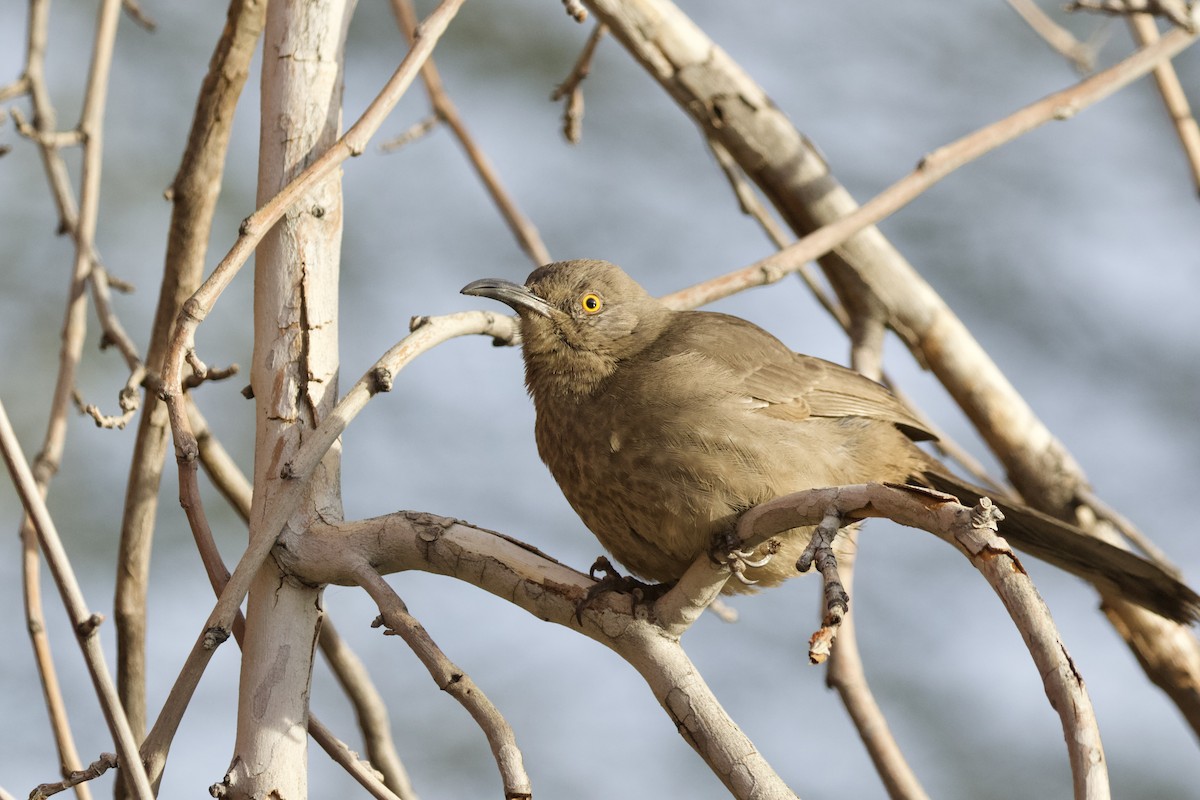 Curve-billed Thrasher - ML626018966