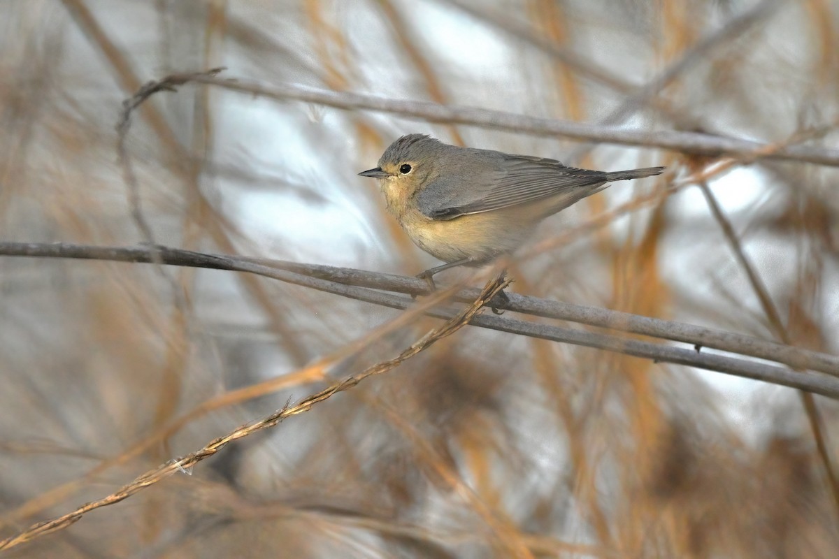 Lucy's Warbler - ML626018974