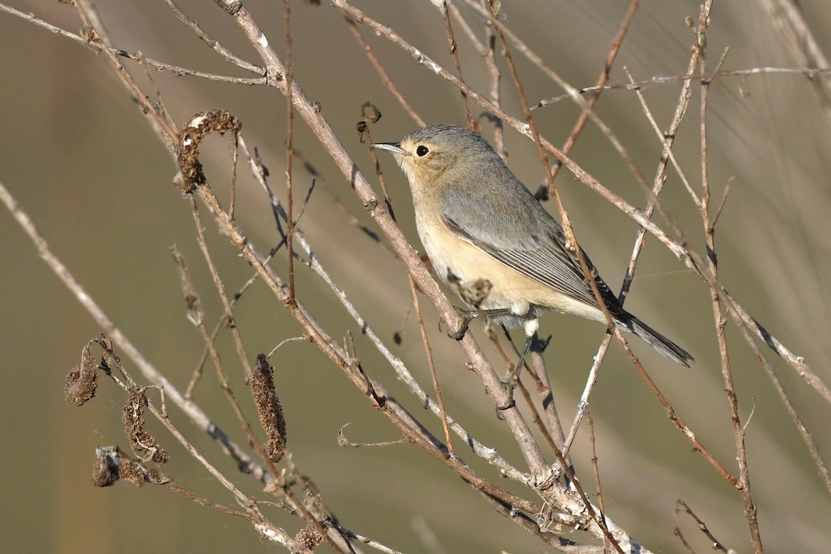 Lucy's Warbler - ML626018980