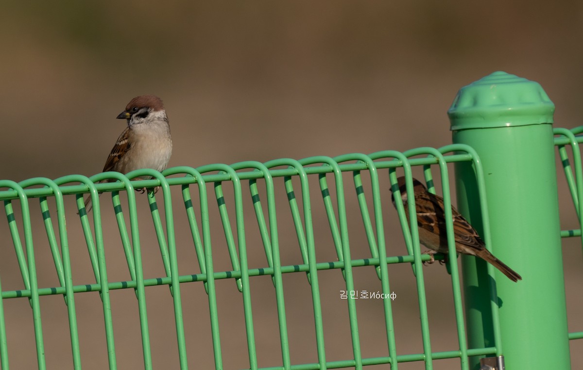 Eurasian Tree Sparrow - ML626018982