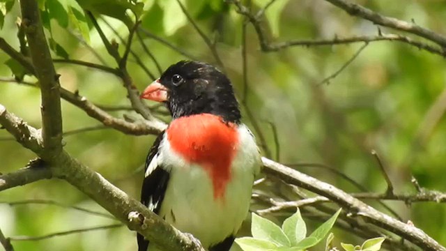 Rose-breasted Grosbeak - ML626019008