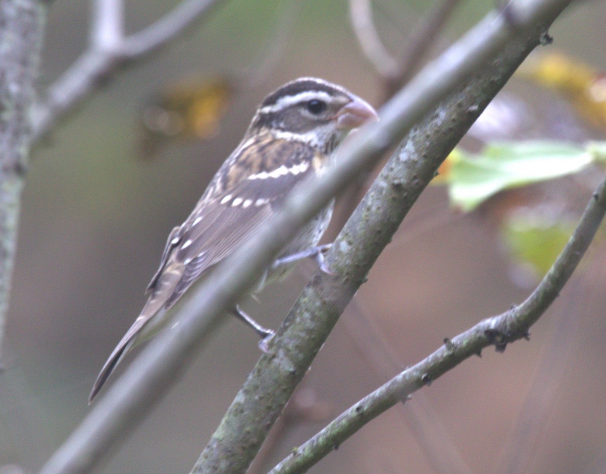 Rose-breasted Grosbeak - ML626019013