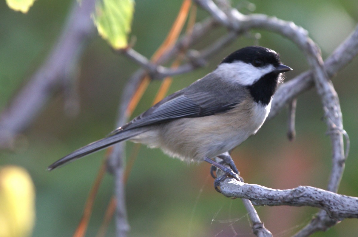 Carolina Chickadee - ML626019017