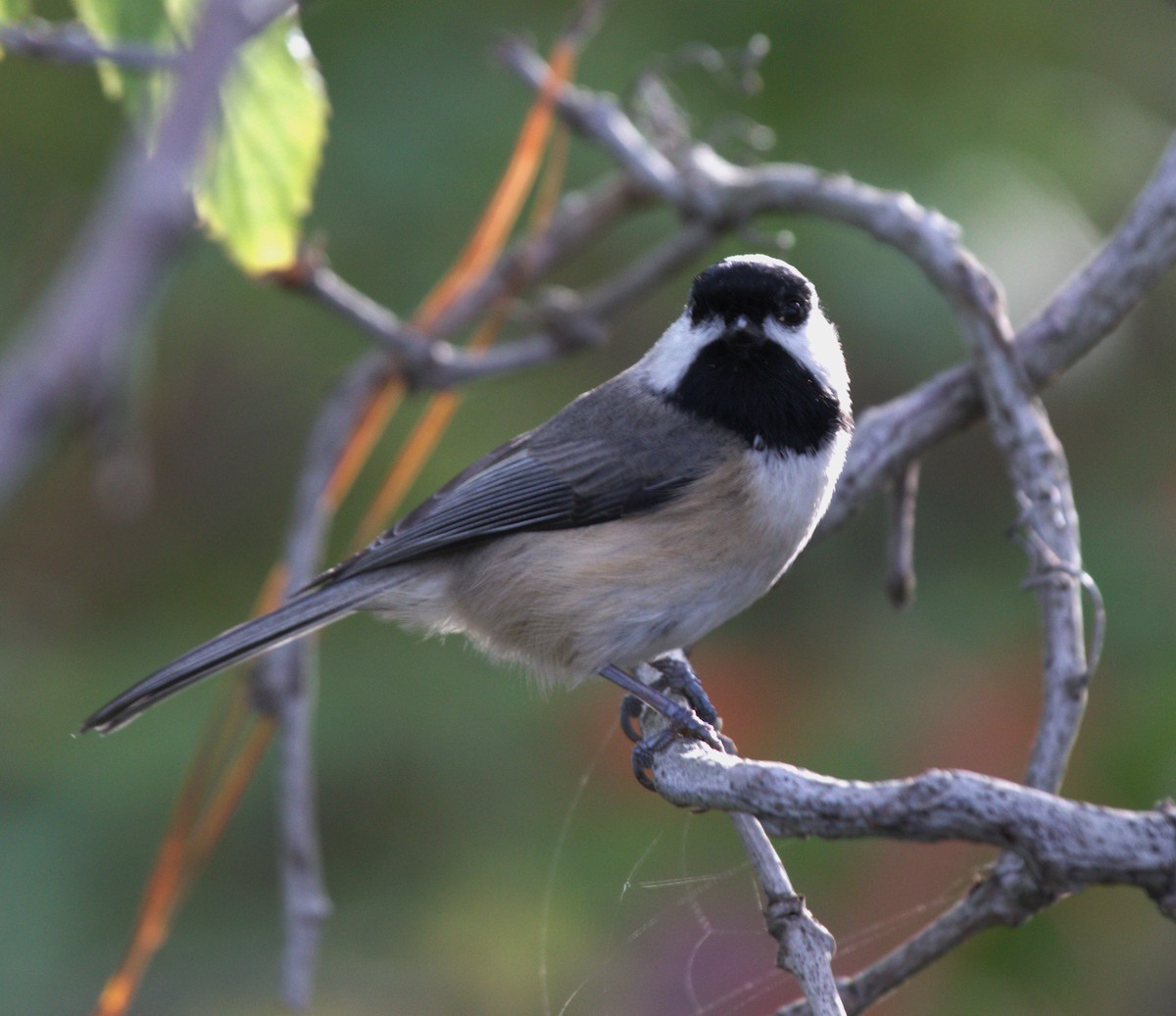 Carolina Chickadee - ML626019021