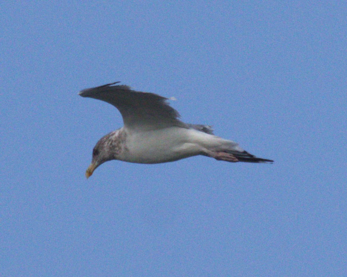 American Herring Gull - ML626019061