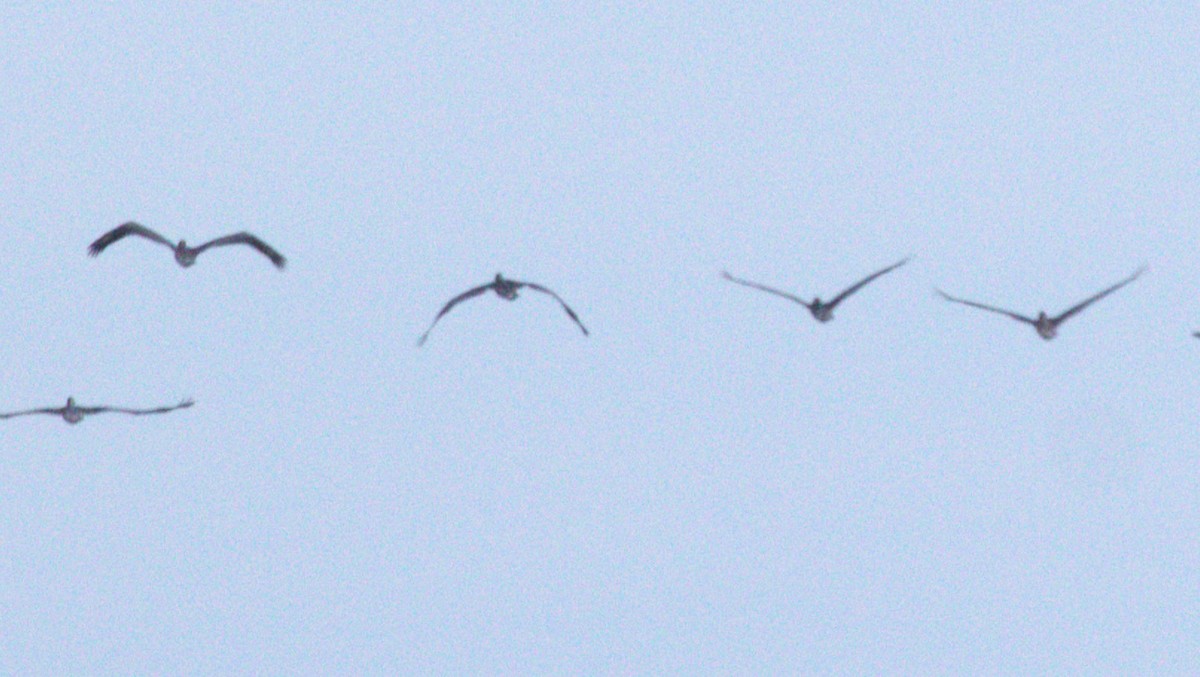 Brown Pelican - ML626019066