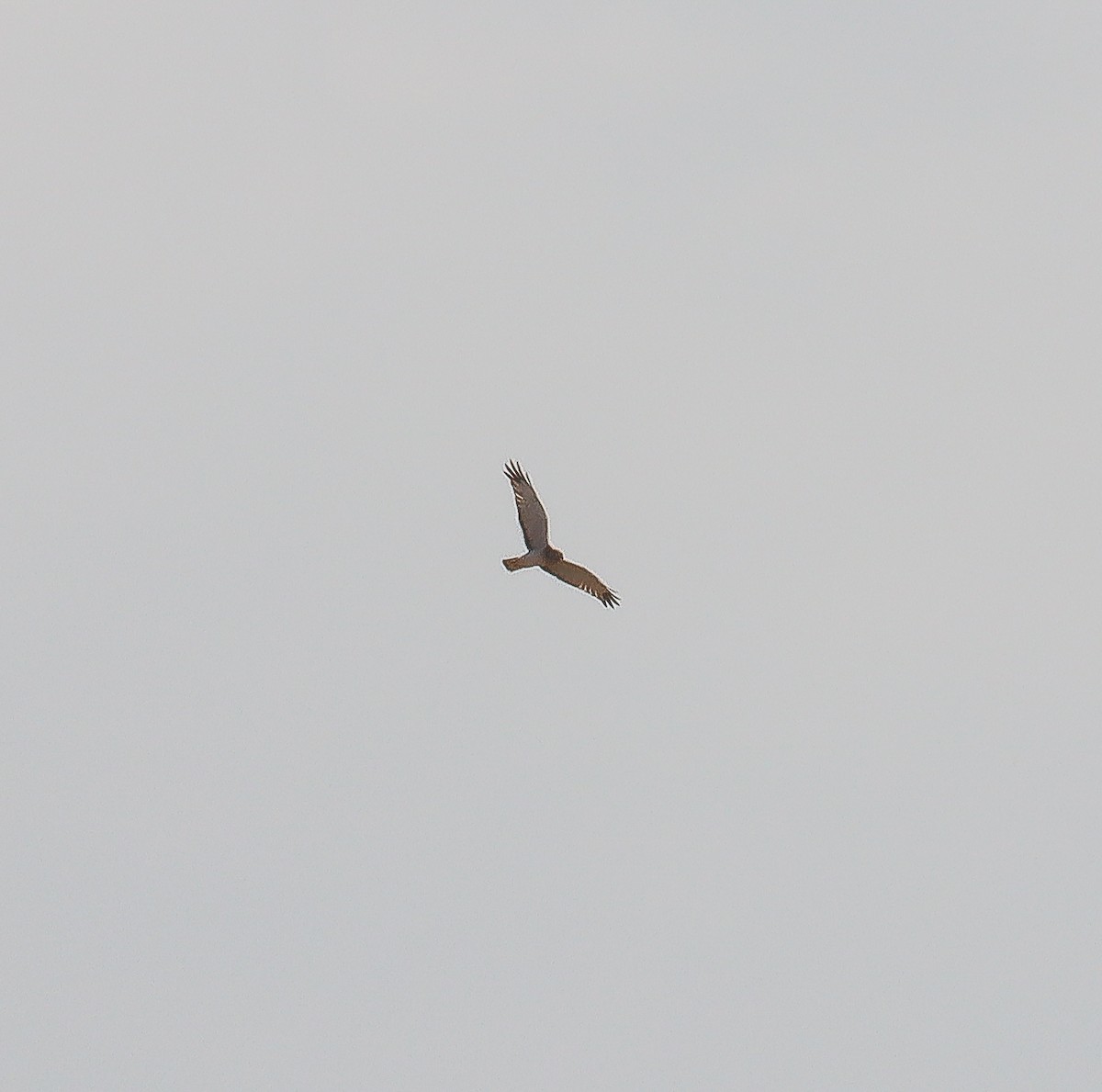 Northern Harrier - ML626019070