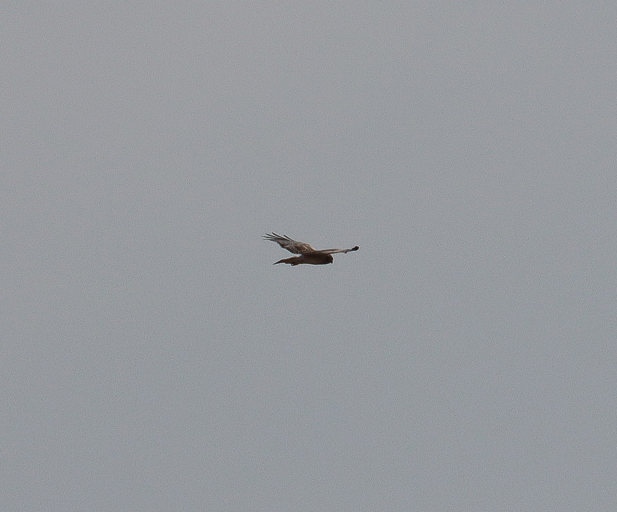 Northern Harrier - ML626019071