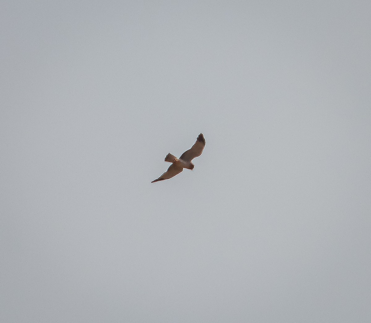 Northern Harrier - ML626019072