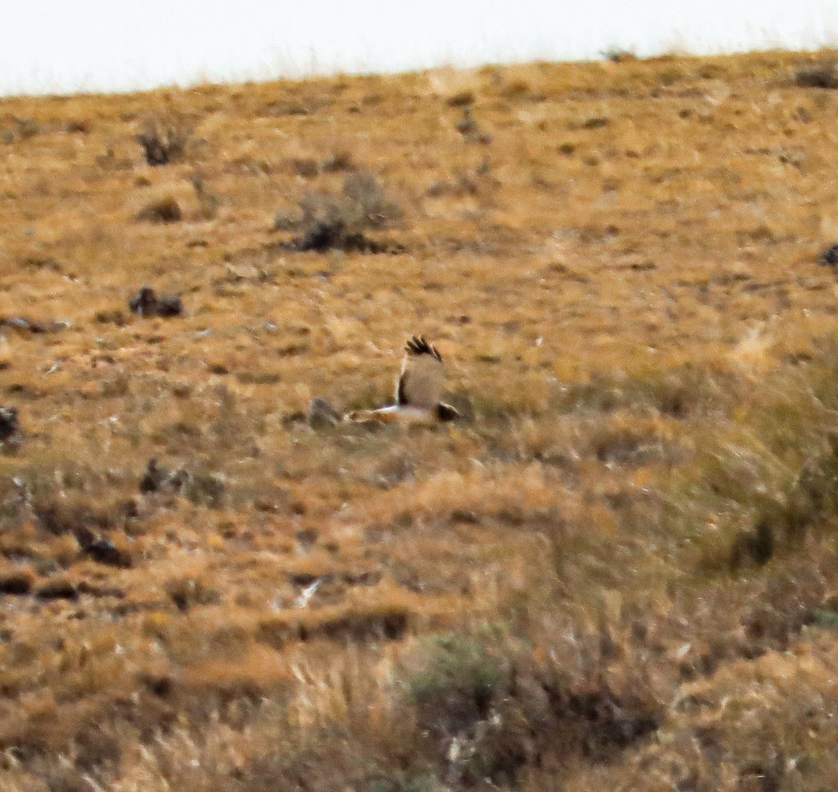 Northern Harrier - ML626019073