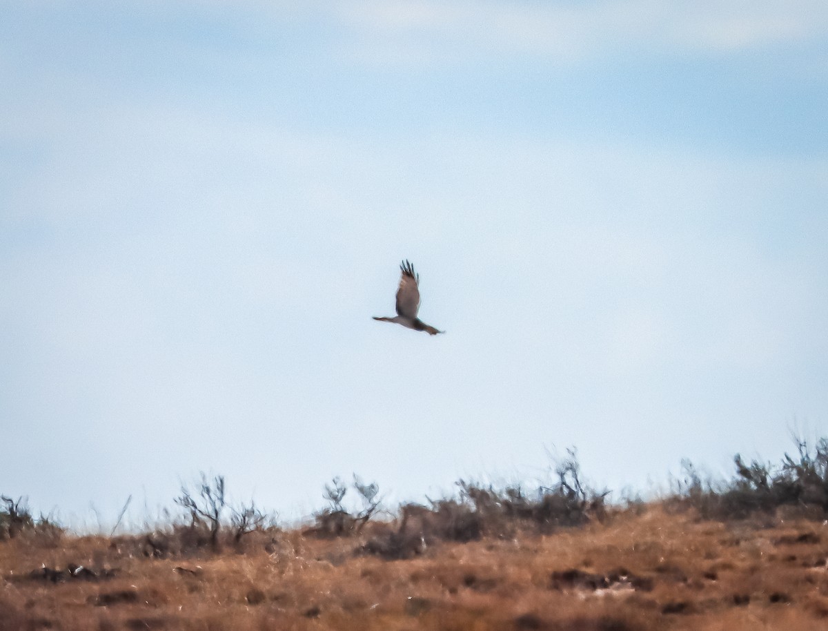 Northern Harrier - ML626019074