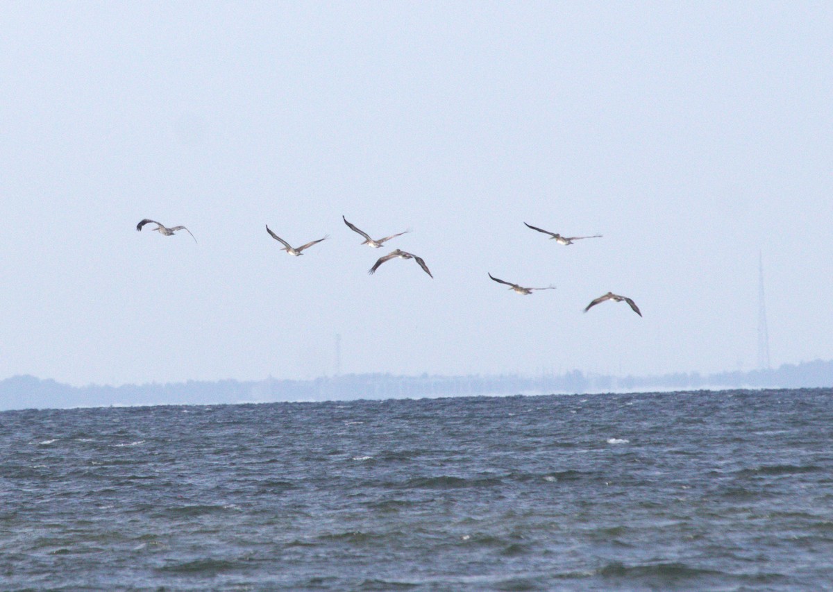 Brown Pelican - ML626019081