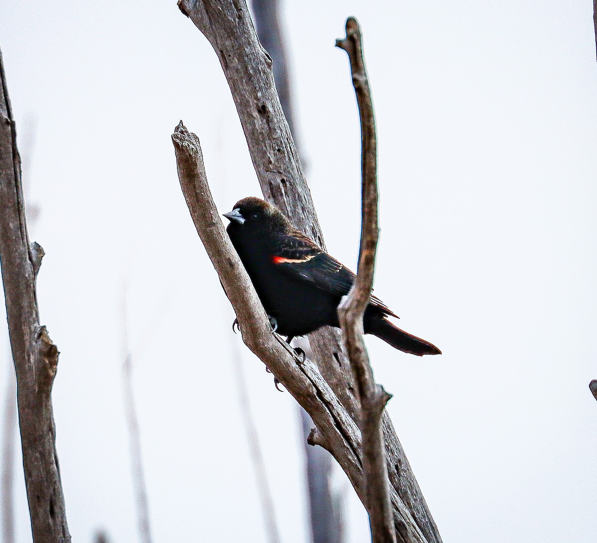 Red-winged Blackbird - ML626019088