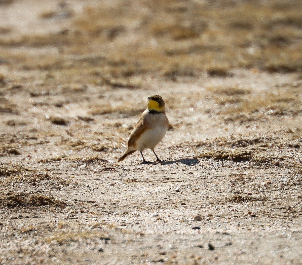 Horned Lark - ML626019126