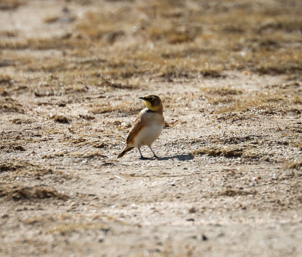 Horned Lark - ML626019127