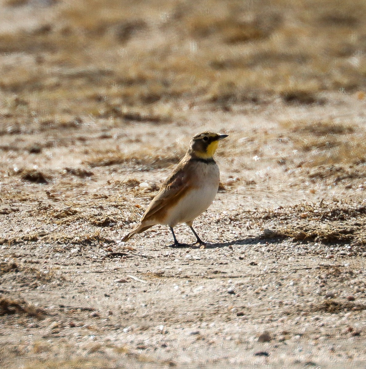 Horned Lark - ML626019172