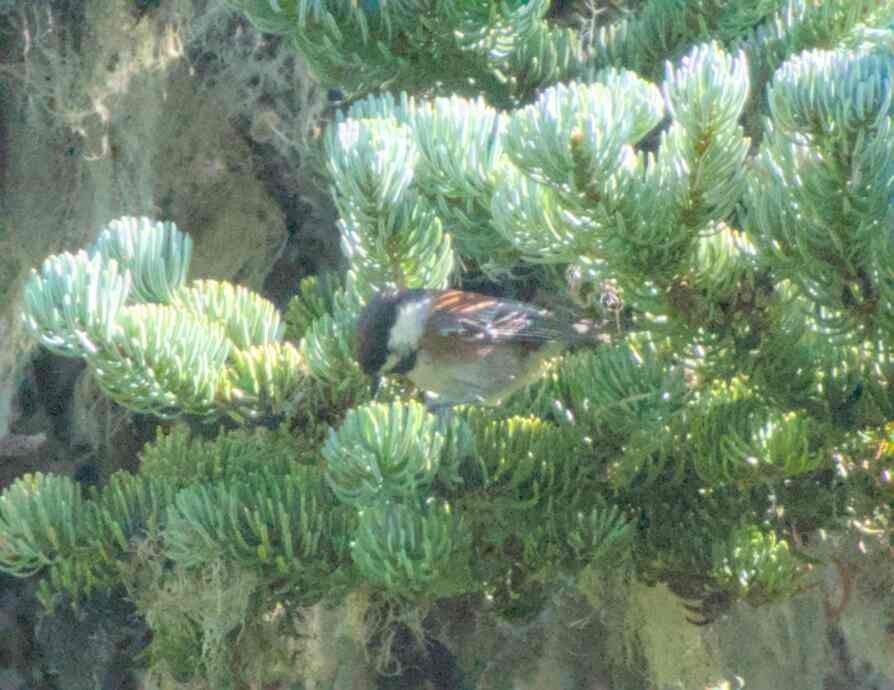 Chestnut-backed Chickadee - ML626019196