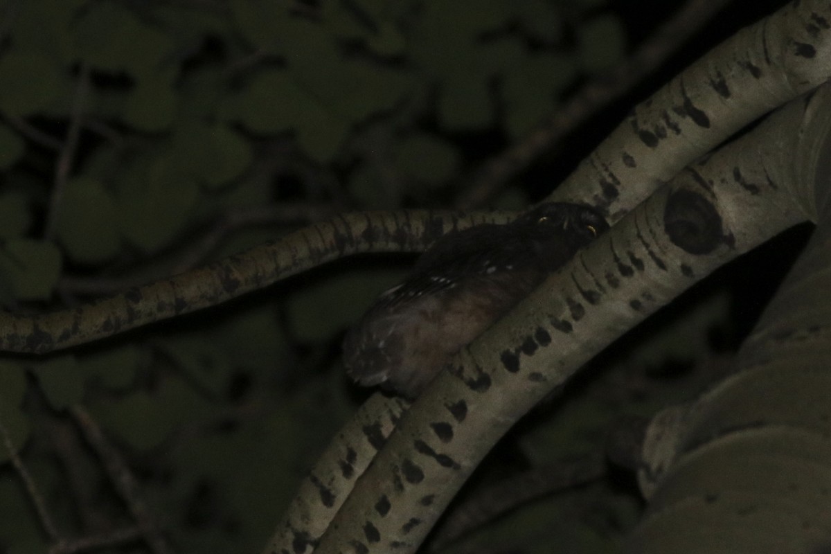 Boreal Owl - ML626019215