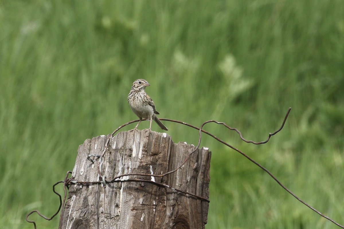 Vesper Sparrow - ML626019244