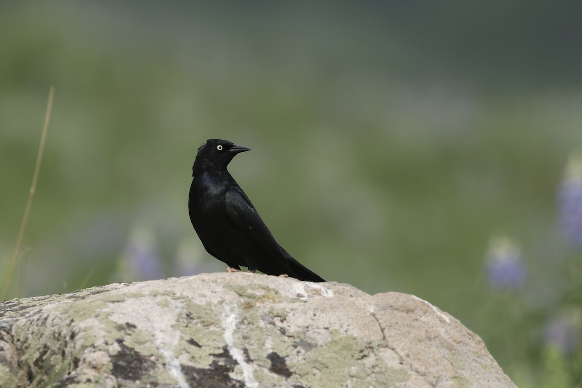 Brewer's Blackbird - ML626019245